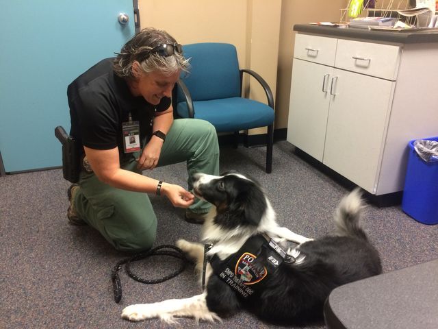 SMPD Mental Health Unit Officer Joyce Bender, Sheldon’s handler, rewards him for his hard work with a treat.
Photo by 
Diana Furman | Lifestyle Reporter
