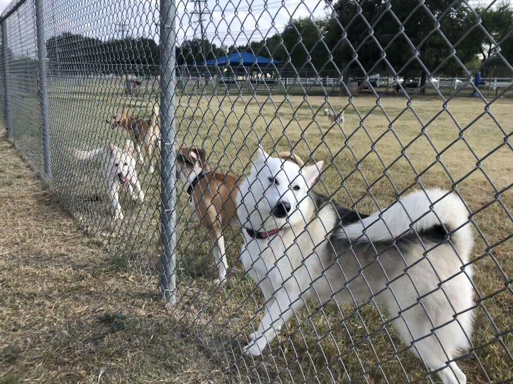 Dogs playing August 23 at San Marcos’ dog park, which will be closed for renovation starting August 27.Photo Courtesy of Diana Furman