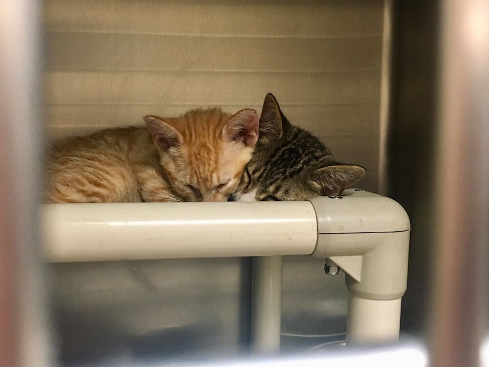 Two kittens sleep in their cage together.Photo By Kaiti Evans