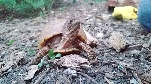 
Three-toed box turtle at Central Texas Rescue Center.


Photo courtesy Krista McDermid

