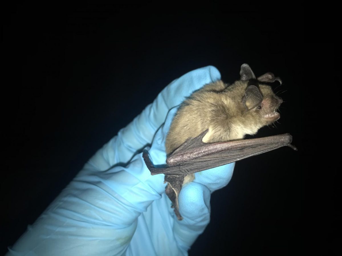 Texas State Grad Student Brittany Stamps attempting to make the Myotis velifer, also known as the “cave bat” smile. Photo credit: Michael Garcia