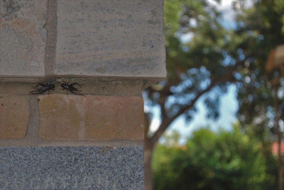 Crickets hiding on the side of Old main Oct 9, 2019 Photo credit: Chandler Walker