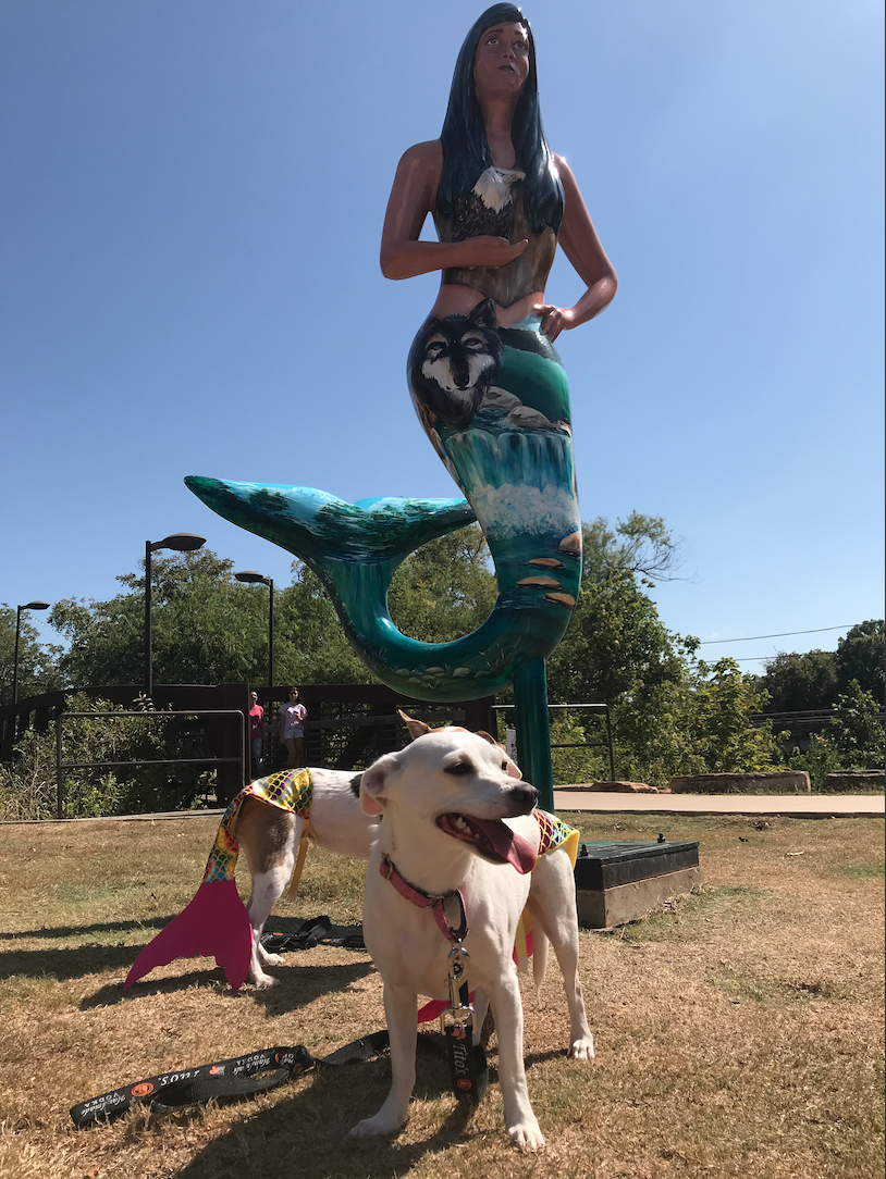 Festive dogs dress up as mermaids for the annual Pet Fest competition in the midst of ‘The Mermaid City.’ Photo credit: Mia Estrada