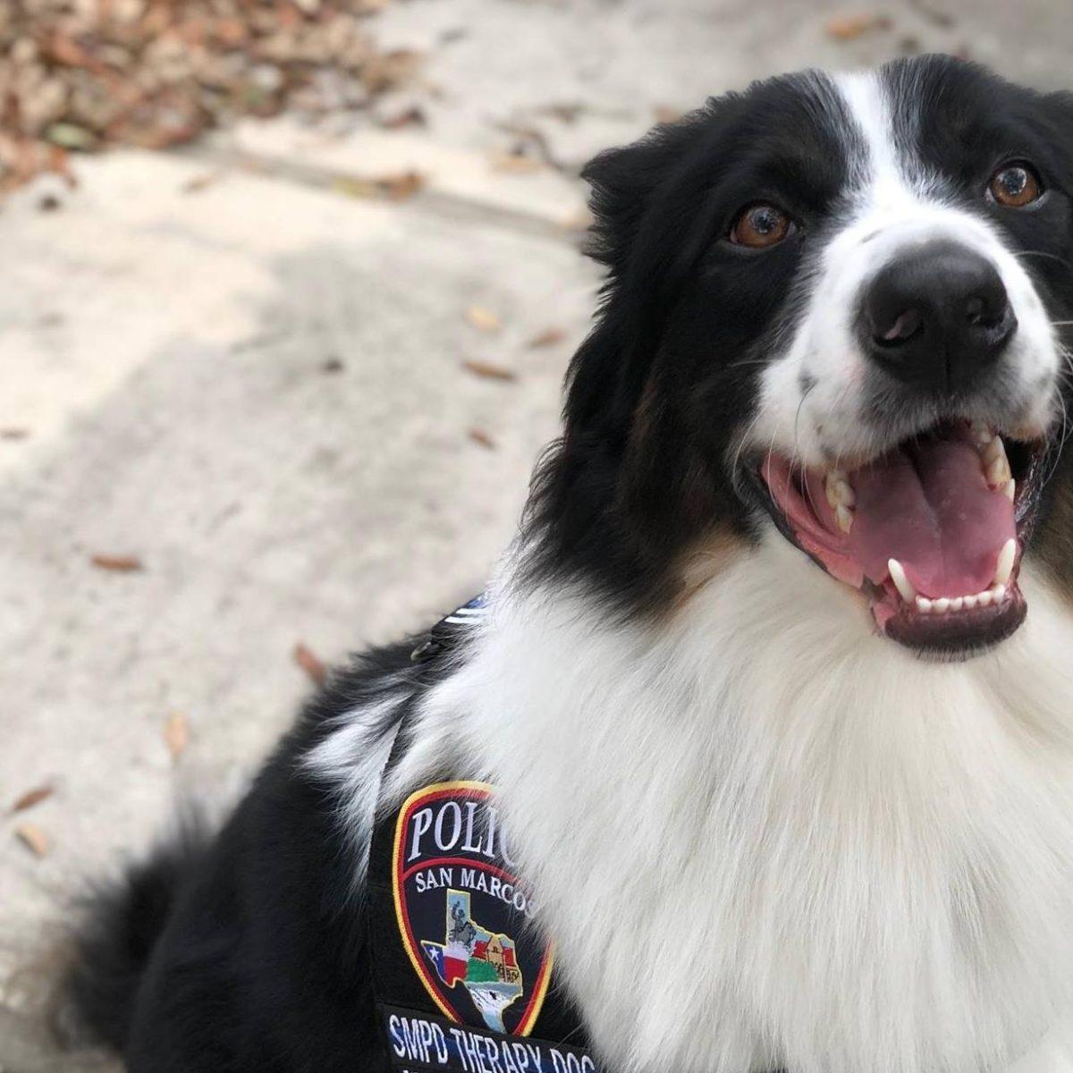 Photo credit: City of San MarcosSMPD’s Mental Health Unit has Border Collie Sheldon Cooper assist their team on call.