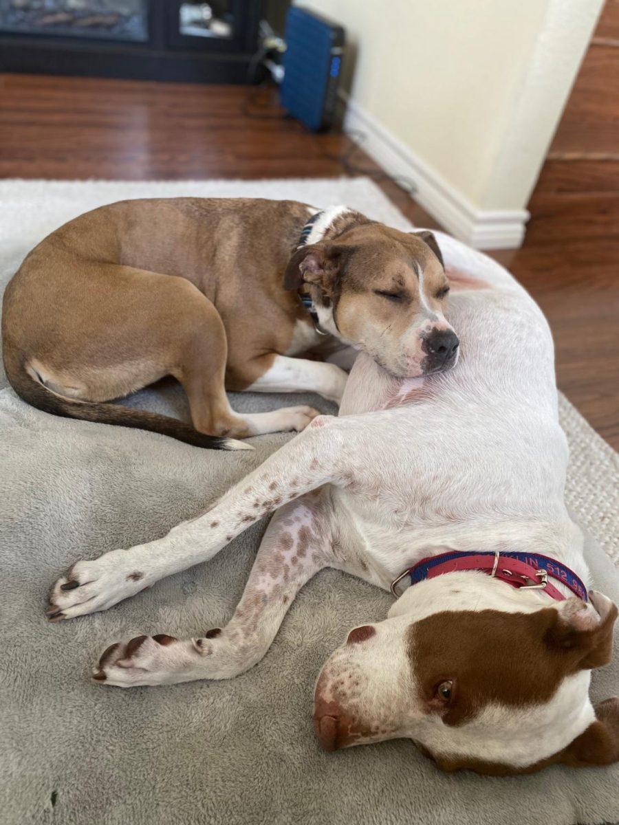 San Marcos Regional Animal Shelter foster dog Ella cuddling alongside Christina Manley’s resident dog Franklin inside Manley’s home. Manley has been fostering Ella since Friday, March 27 and said Ella and Franklin get along well. Photo credit: Photo courtesy of Christina Manley