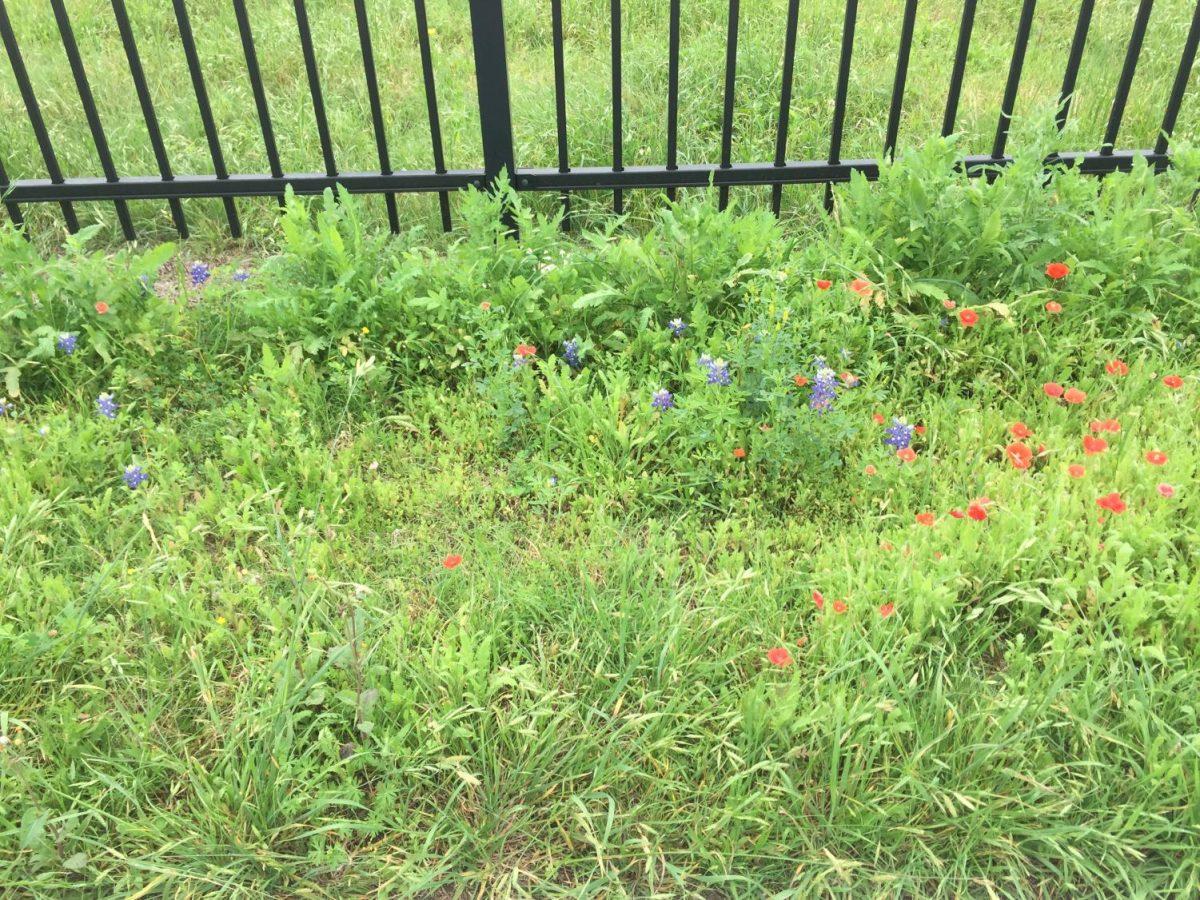 Photo Courtesy of The City of San MarcosRed poppies were added to the wildflower remembrance garden, located at 1841 Airport Road, to honor the memories of soldiers who have given their lives fighting for their country.