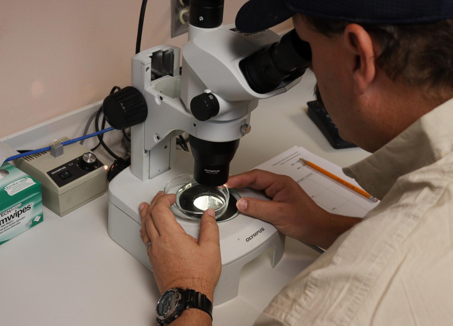 Fishy Business: A.E. Wood Fish Hatchery undergoes busiest time of year ...