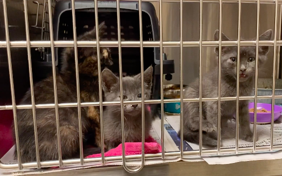 Three kittens sit inside of a holding cage, Saturday, June 27, 2020, at the San Marcos Regional Animal Shelter. Animals at the shelter come as friendly strays and rescues or owner-surrender.