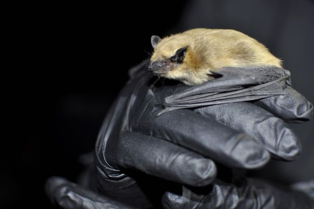 Texas+State+researchers+study+effects+of+lethal+disease+on+native+bats