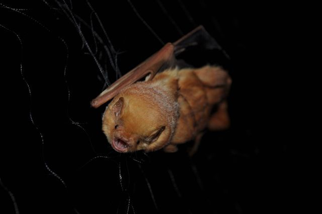 Texas+State+researchers+are+studying+the+effects+of+white-nose+syndrome%2C+a+deadly+fungal+disease%2C+on+native+bats.