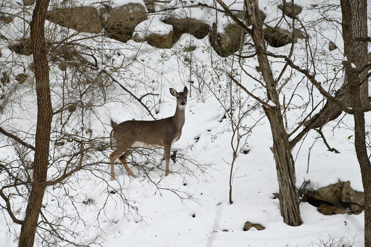 A+deer+stands+alert+in+the+snow%2C+Tuesday%2C+Feb.+16%2C+2021%2C+in+Purgatory+Creek.