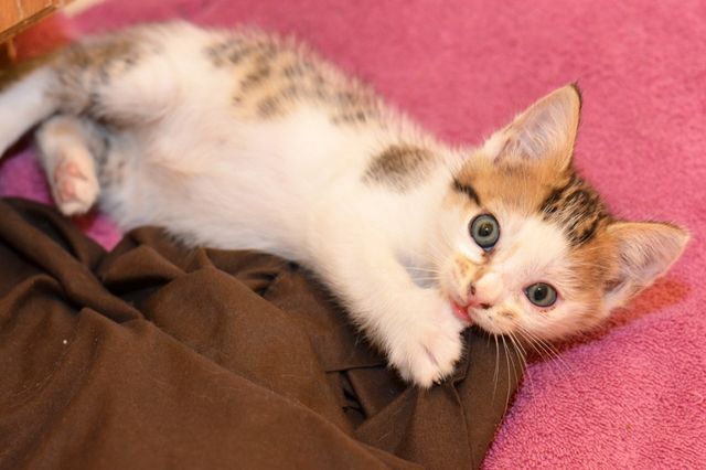 San+Marcos+animal+shelter+seeks+fosters%2C+offers+kitten+rescue+advice