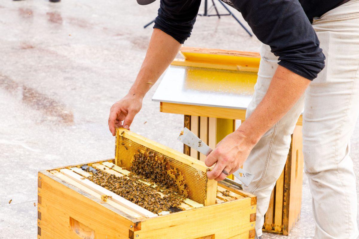 Alvéole beekeeper Kevin Kohli sets up a bee hive installation on the roof of the Tanger Outlets in June 2021 in San Marcos.