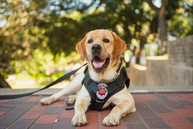 Pawfficer Brady lays out on the steps outside Old Main, Friday, June 24, 2022, at Texas State.
