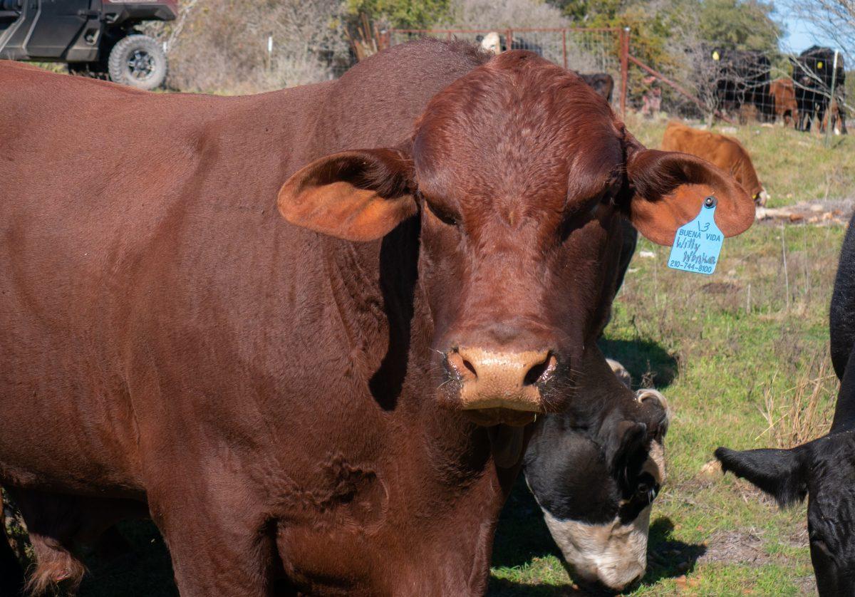 Willy Wonka stops to look around while being fed, Thursday, Jan. 19, 2023, at Freeman Ranch in San Marcos. Willy is a Santa Gertrudis cattle that was donated to Texas States Department of Agricultural Sciences for research.