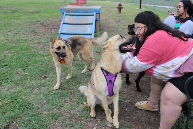 Coco (right) looks at her owner, Texas State communication studies senior Gabi Lopez with her sister Luna (left), Sunday, April 9, 2023, at The Dog Park in San Marcos.