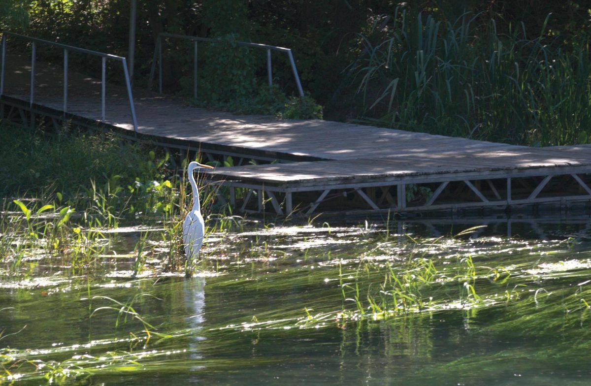 A white egret stands in a patch of Texas wild rice in the San Marcos River, Wednesday, Nov. 1, 2023, at Sewell Park.