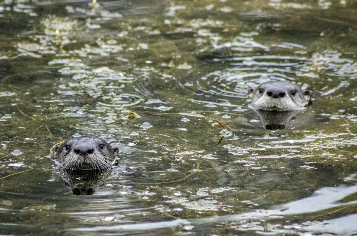 Two North American River Otters swimming in Spring Lake on Nov. 16, 2023, in San Marcos.