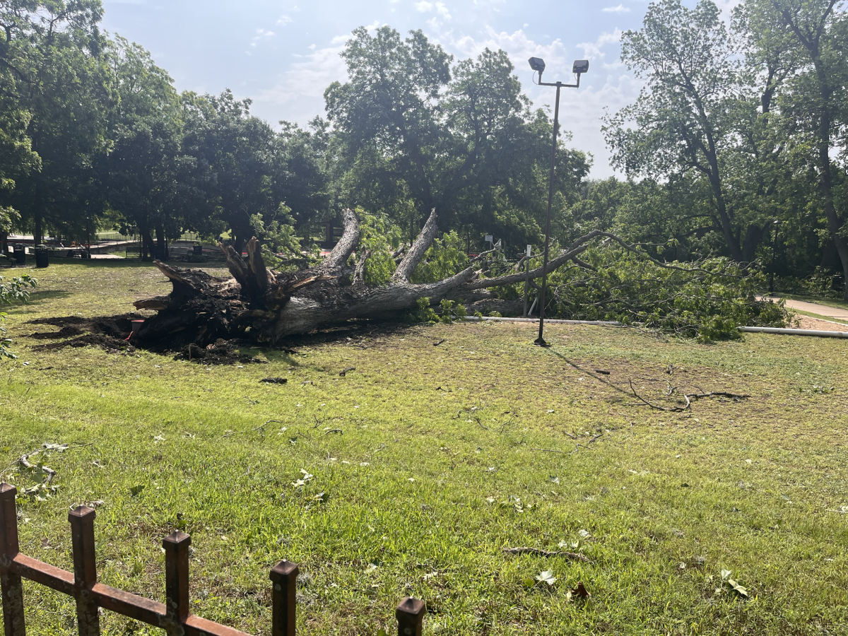 A downed oak tree lays over one of the sand volleyball courts, Friday, May 10, 2024, at Sewell Park.