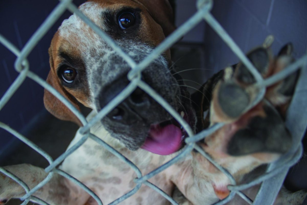 A playful dog, Kazuki, jumps in his kennel as he waits for his future owner, Wednesday, Aug. 28, 2024, at the San Marcos Regional Animal Shelter.