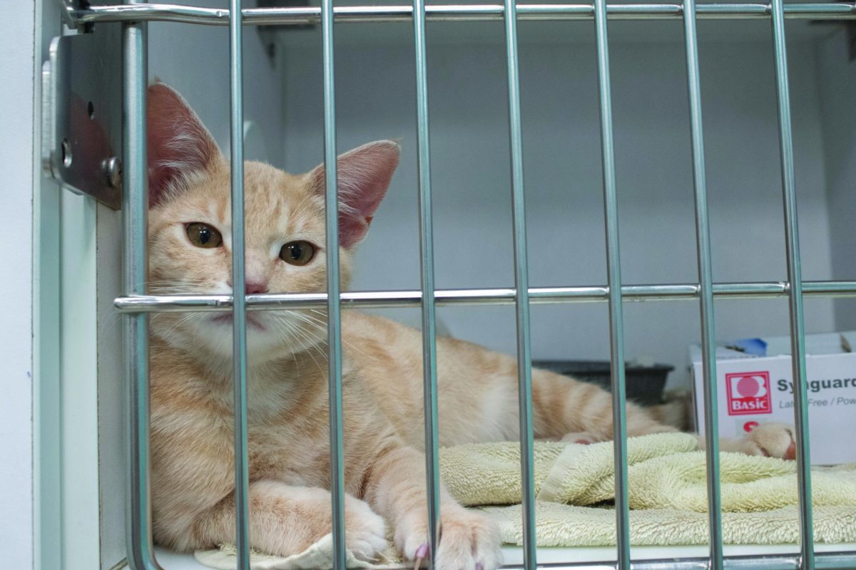 A stray cat, Sargent, anticipates its forever home while waiting in a kennel, Wednesday, Aug. 28, 2024, at the San Marcos Regional Animal Shelter.