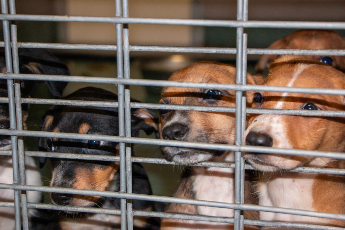 A litter of seven mixed breed puppies press their faces up against the gate of their kennel on Friday, Sept. 13, 2024 at the San Marcos Regional Animal Shelter. Three of the seven puppies, Torri, Masai and Gabby, are still listed as adoptable on the shelter's webpage.