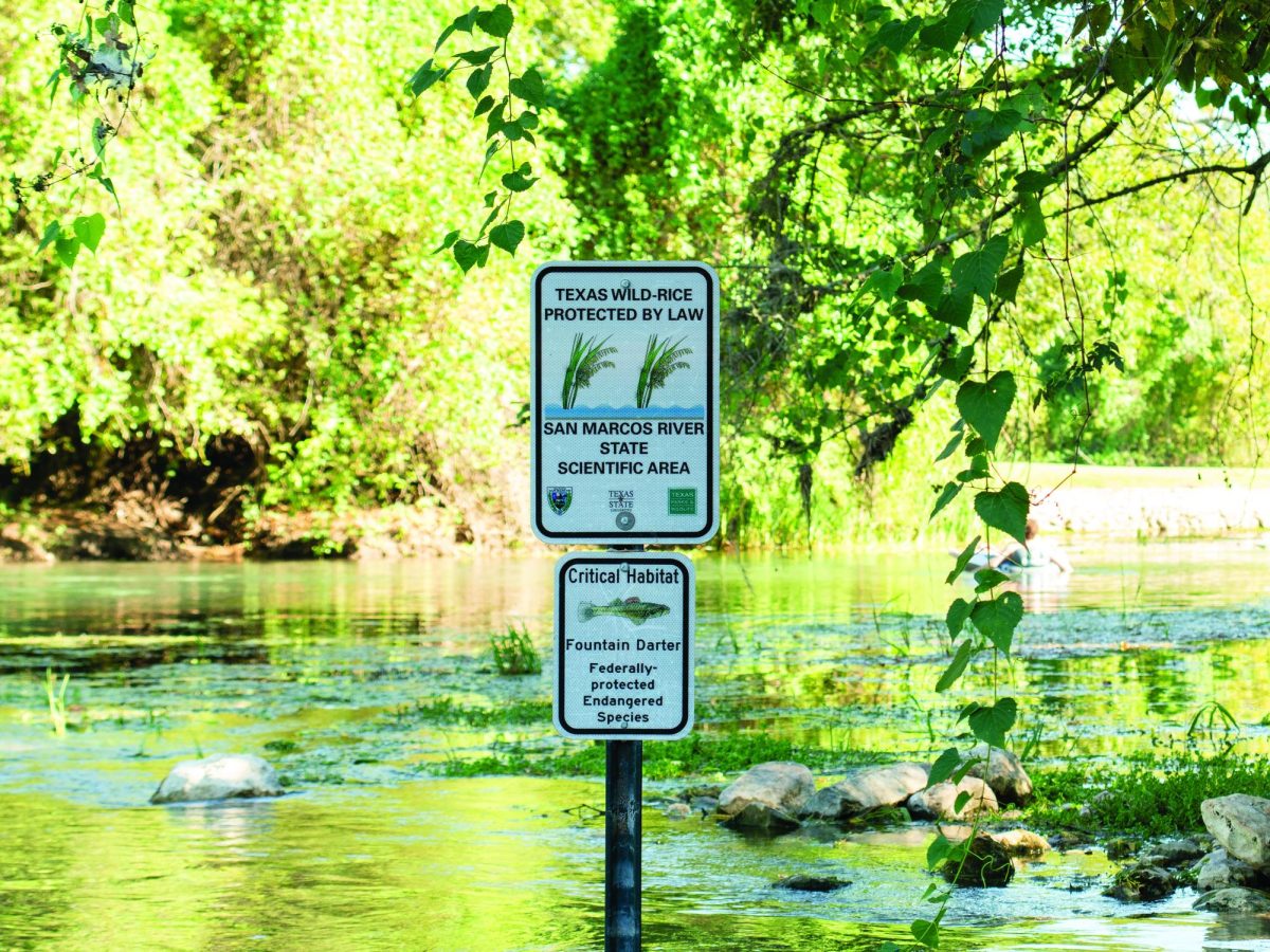 A sign along the San Marcos River spreads awareness about the habitat of Wild-Rice and Fountain Darters, Sunday, Sept. 29, 2024, near Bicentennial Park. 