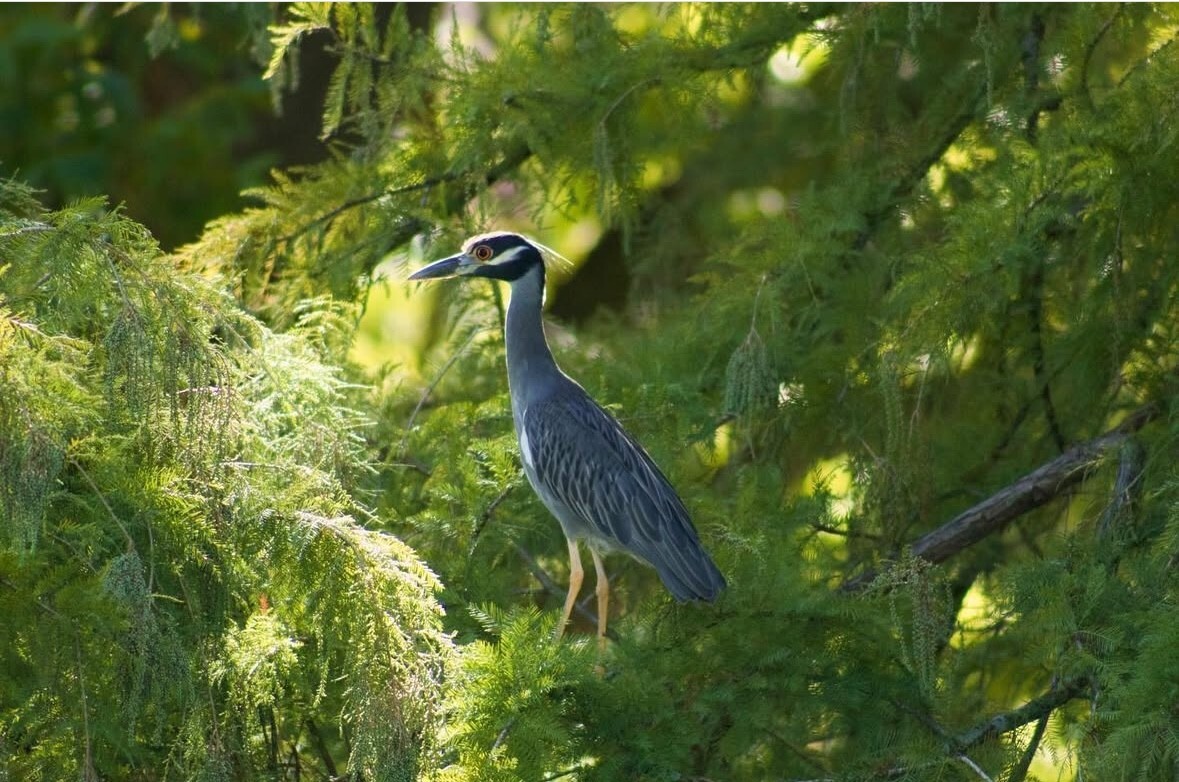 A bird sits in the trees, Sunday, Sept. 17, 2023, outside of the Theatre Center.